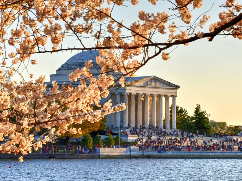 cherry-blossom-festival-washington-dc